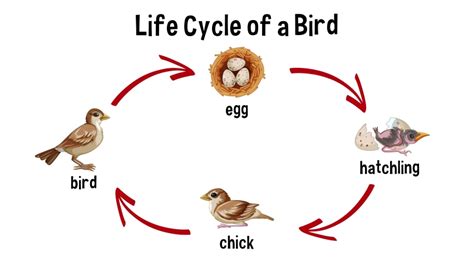 Bird Life Cycle Diagram