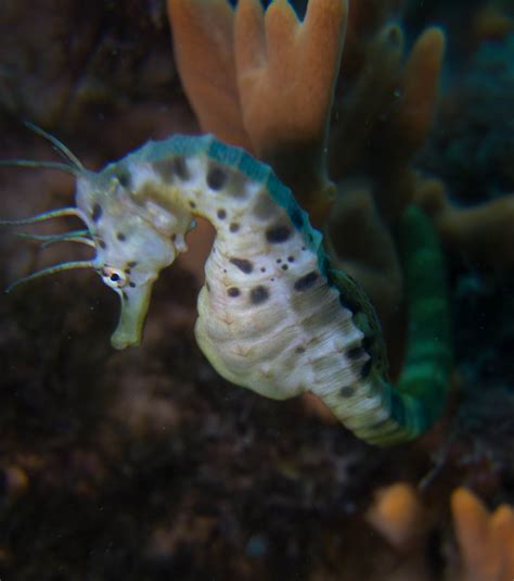 Bigbelly seahorse at Blairgowrie Pier, Australia by Yin Keen Chan