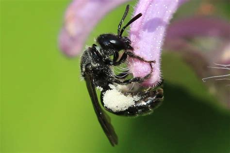 Plants for Pollinators: Wild Bergamot | Xerces Society