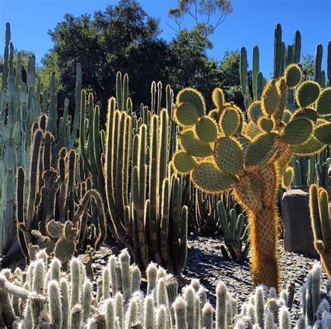 Lotusland Montecito, Amazing Gardens, Botanical Gardens, Cactus Plants ...