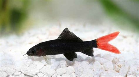 Red Tail Shark Guide: Red Tailed Black Shark Care | 2020