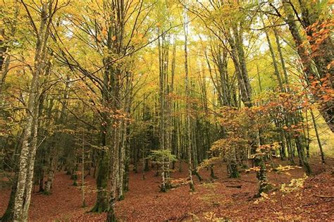 5 Spanish Forests That Will Make You Consider Going Hermit