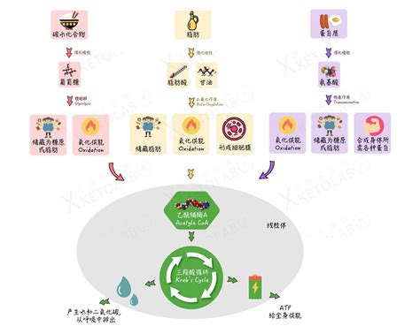 【生酮理论】生酮减肥的原理 - 知乎