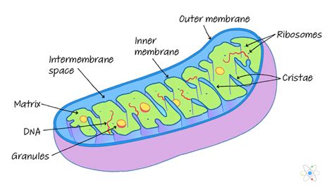 Mitochondria Diagram With Labels