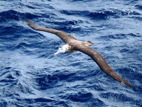 Tristan albatross (Diomedea dabbenena)- Wikipedia | Albatross, Sea birds, Endangered animals