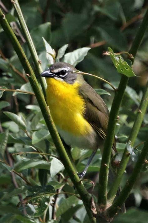 Yellow-breasted Chat | Focusing on Wildlife