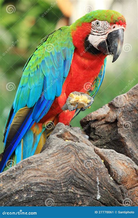 Parrot Macaw[Scarlet Macaw] Stock Image - Image of vivid, cute: 27770061