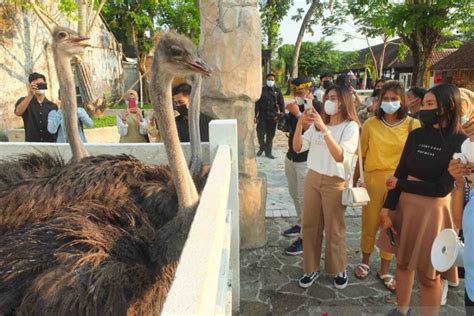 Jember Mini Zoo jadi wisata edukasi menarik di tengah pandemi - ANTARA News Jawa Timur