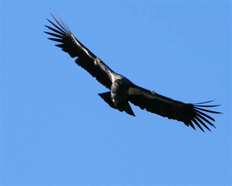 California Condor's 9-1/2 Feet Wingspan | Photo by Chuck Rog… | Flickr