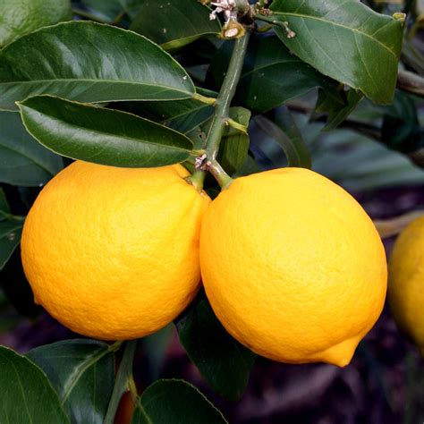 Meyer Lemon Trees for Sale | BrighterBlooms.com