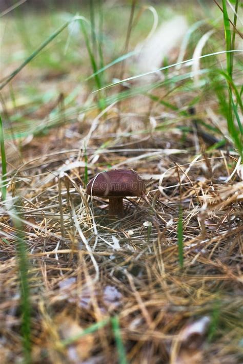 Beautiful Edible Mushroom in a Pine Forest Stock Image - Image of growing, mycorrhiza: 141946197