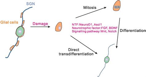 Frontiers | Regulation of Spiral Ganglion Neuron Regeneration as a ...