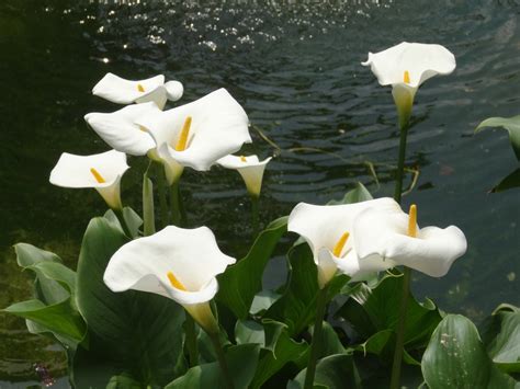 Calla Lilies wallpaper | 1024x768 | #51497