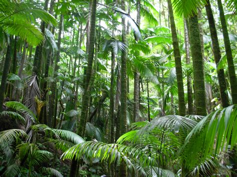 File:Flickr - brewbooks - Palm Jungle - Hawaii Tropical Botanical Garden.jpg