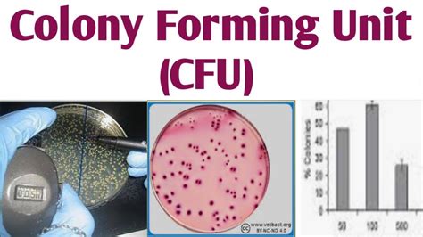 Colony Forming Unit | CFU | Bacteria forms Colony| Microbiology| B. pharm 3 sem #jitendrapatel # ...