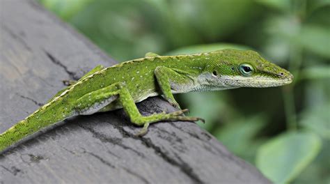 Green Anole Arboreal Lizard Wallpapers - Wallpaper Cave