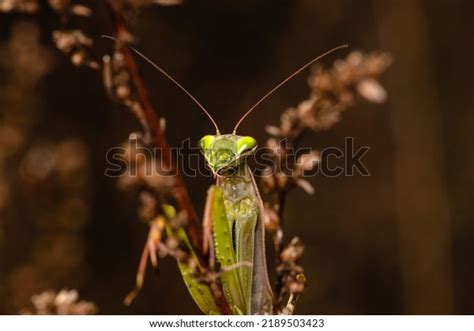 8,842 Camouflage Mantis Images, Stock Photos & Vectors | Shutterstock