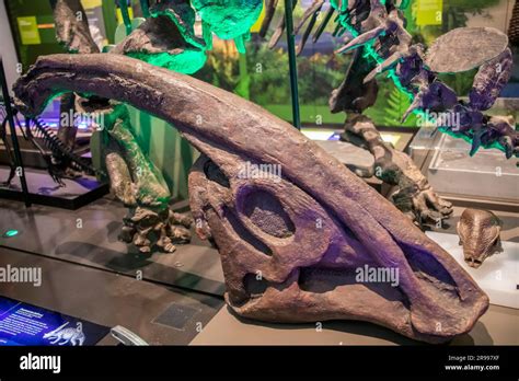 The fossil of parasaurolophus walkeri in Australian Museum. This is ...