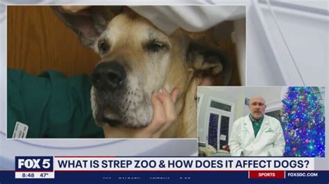 What is Strep Zoo and how does it affect dogs? | The Courier Mail