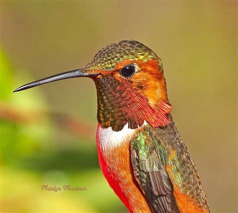 Allen's Hummingbird, identification, coloration, size, breeding range, photographs