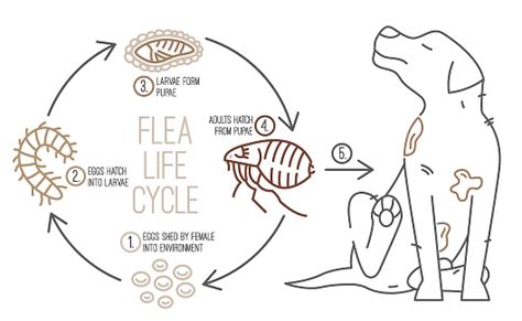 Flea Life Cycle Four Stages Vector Illustration Stock Illustration ...