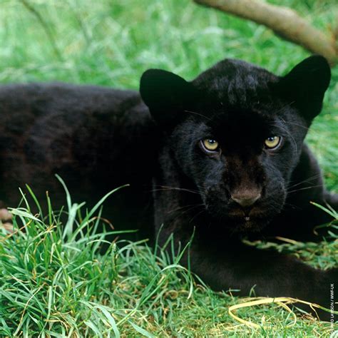 Black Jaguar Cubs