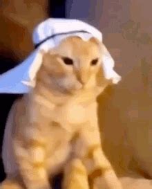 Egyptian Cat Mad Cat GIF - EgyptianCat Cat MadCat - Discover & Share GIFs