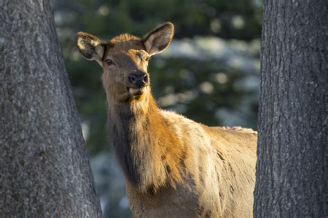 Yellowstone Natural History: Elk - Yellowstone Insider