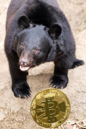 Black bear standing on money - Creative Commons Bilder