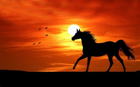 Horse At Sunset Silhouette Free Stock Photo - Public Domain Pictures