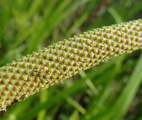 Acorus calamus (Sweet Flag) | North Carolina Extension Gardener Plant Toolbox