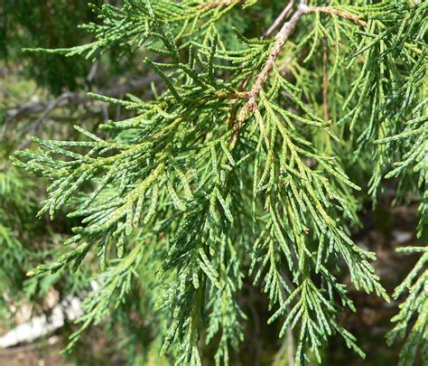 Juniperus scopulorum (Rocky Mountain Juniper) | North Carolina ...