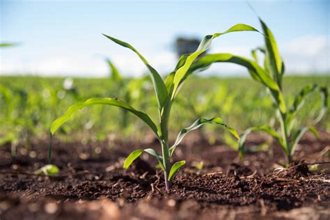 Growing Sweet Corn » Top Tips & Facts