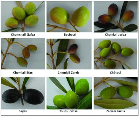 Some of the most common olive varieties cultivated in Tunisia. | Download Scientific Diagram