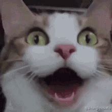 Happy Cat GIF - Happy Cat Excited - Discover & Share GIFs