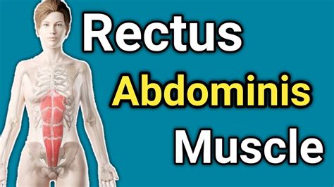 Rectus Abdominis Location And Function