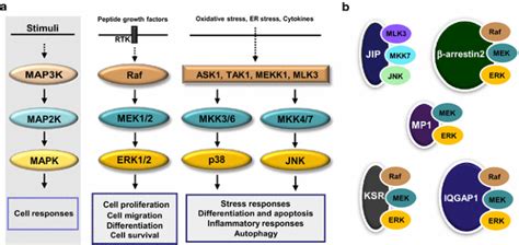 Compromised MAPK signaling in human diseases: an update | SpringerLink