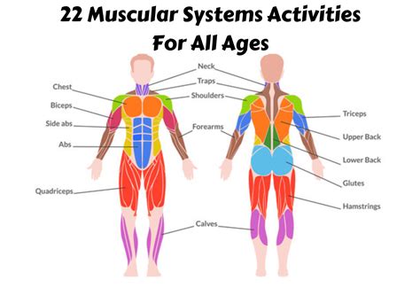 Human Muscle Diagram For Kids