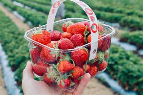 Strawberry Picking in Washington - Where to Go? - Fun Stuff WA