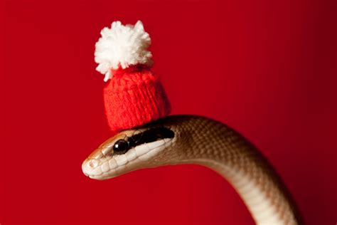 10 Snakes With Hats On, Because Pet Owners Are a Little Crazy