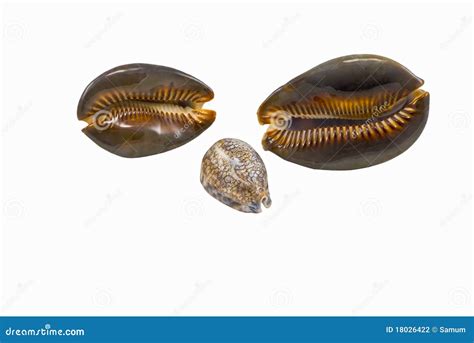 Sea shells cowry stock photo. Image of collection, tropical - 18026422