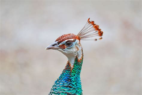 11 Colorful Peacock Facts