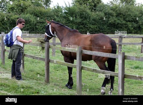 Man feeding brown horse wearing eye protection Stock Photo - Alamy