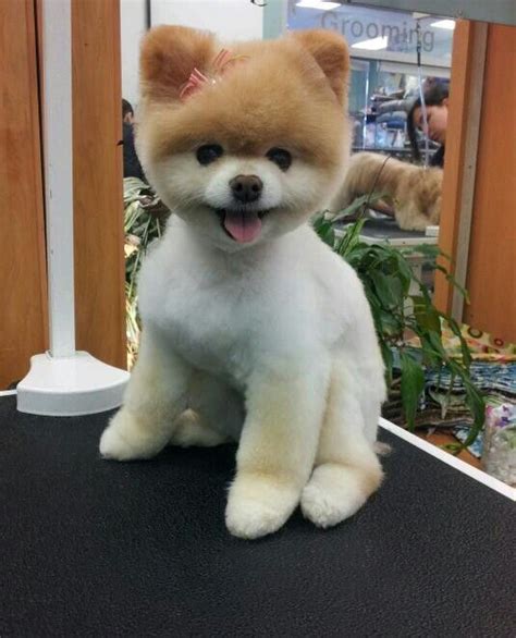 Pomeranian Puppy Cut Grooming - Pets Lovers