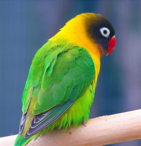 File:Masked Lovebird (Agapornis personata) -Auckland Zoo.jpg - Wikipedia