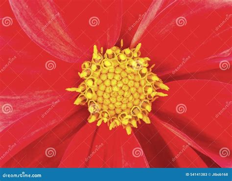 Flower Stamen Stock Photo - Image: 54141383