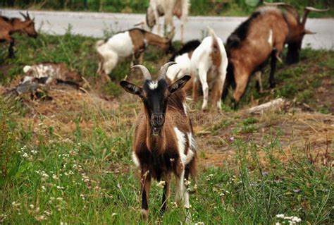 Herd of goats stock photo. Image of cattle, goat, eating - 62071844