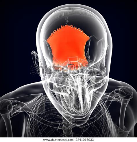 Human Skull Occipital Bone Medical Illustration3d Stock Illustration ...