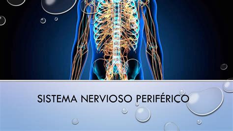 SOLUTION: Sistema nervioso autonomo simpatico y para - Studypool