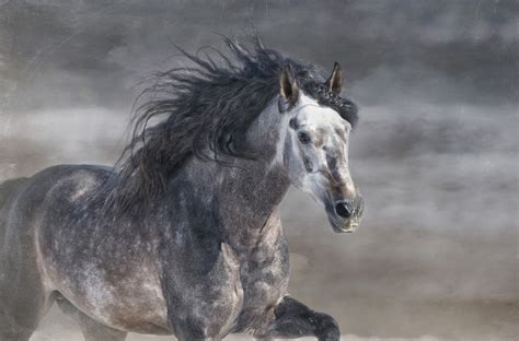 horse, Stallion Wallpapers HD / Desktop and Mobile Backgrounds